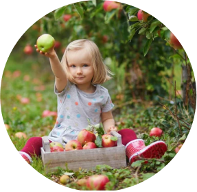 Mała dziewczynka zbiera jabłka