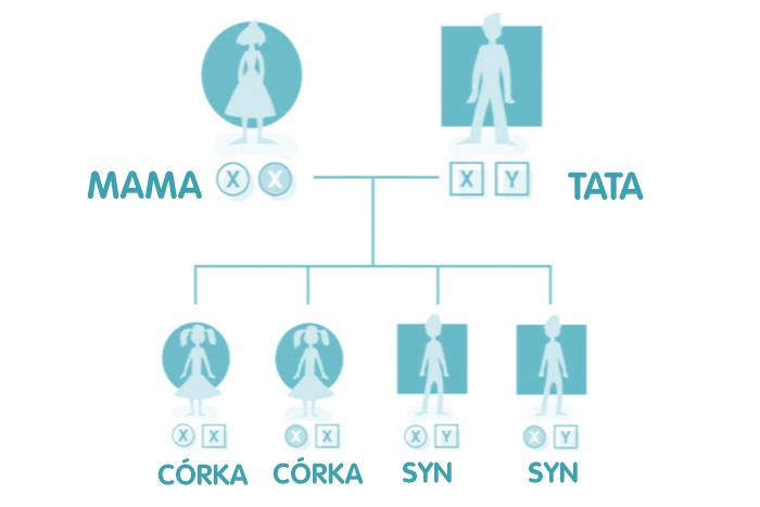 chromosomes inheritance