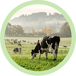 cows