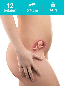 baby in the 12th week of pregnancy