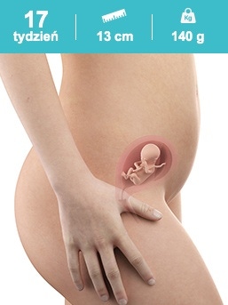 baby in the 17th week of pregnancy