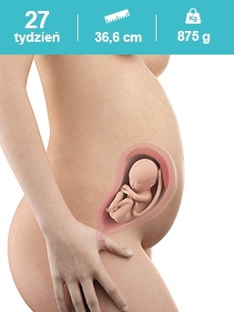 baby in the 27th week of pregnancy