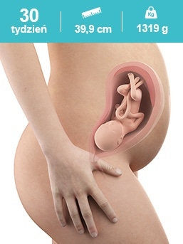 baby in the 30th week of pregnancy