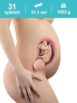 baby in the 31th week of pregnancy