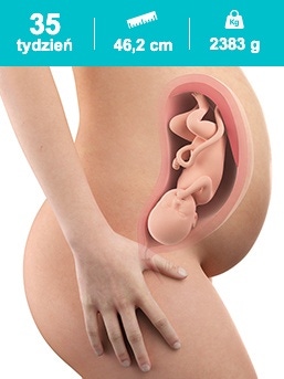 baby in the 35th week of pregnancy