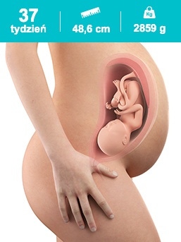 baby in the 37th week of pregnancy