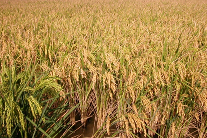 our spanish rice fields in the harvest area