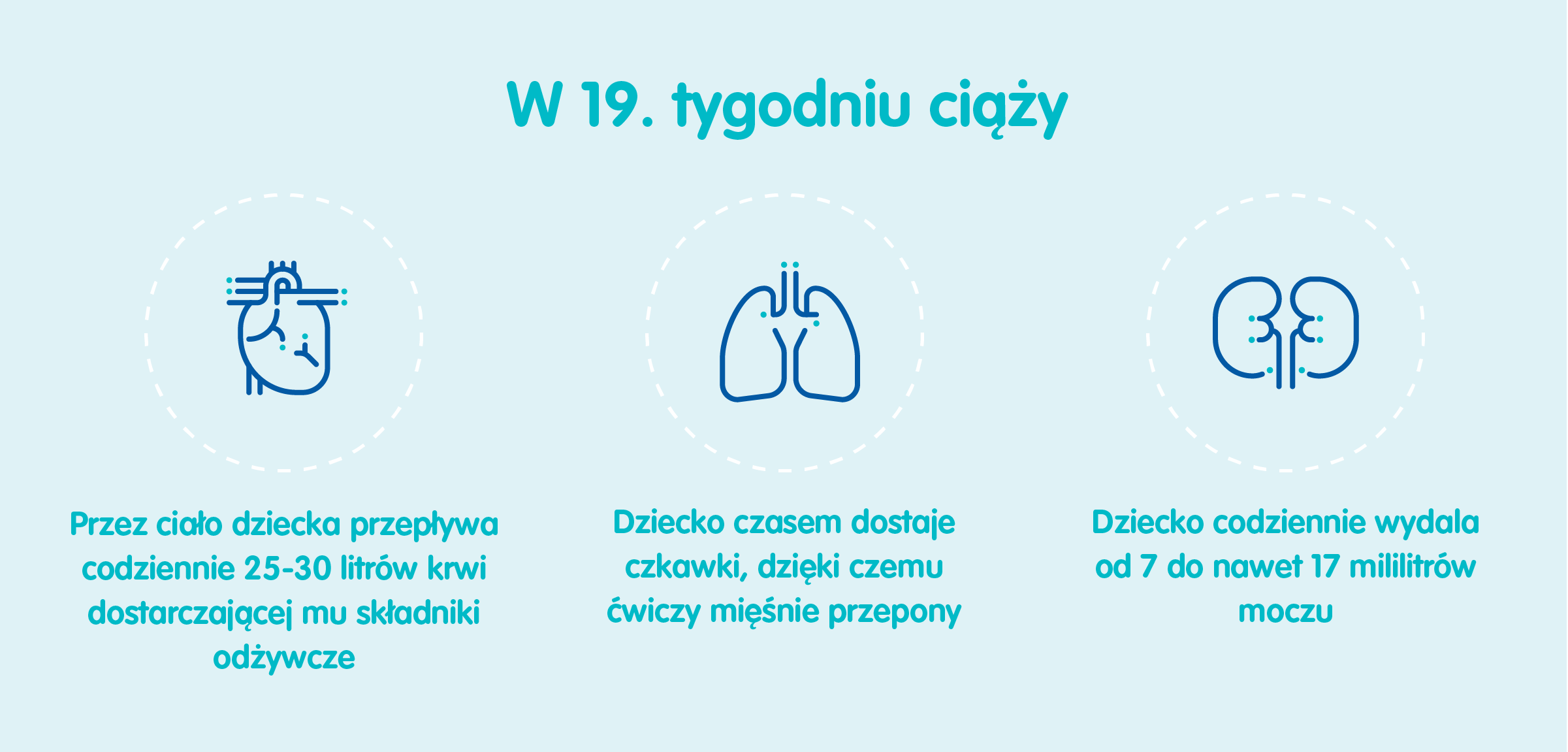 Płód w 19 tygodniu ciąży