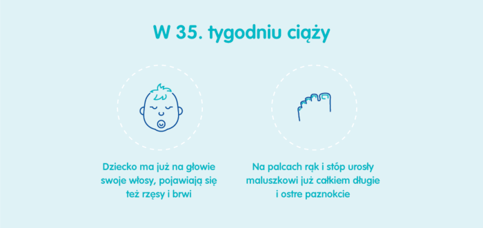 Płód w 35 tygodniu ciąży