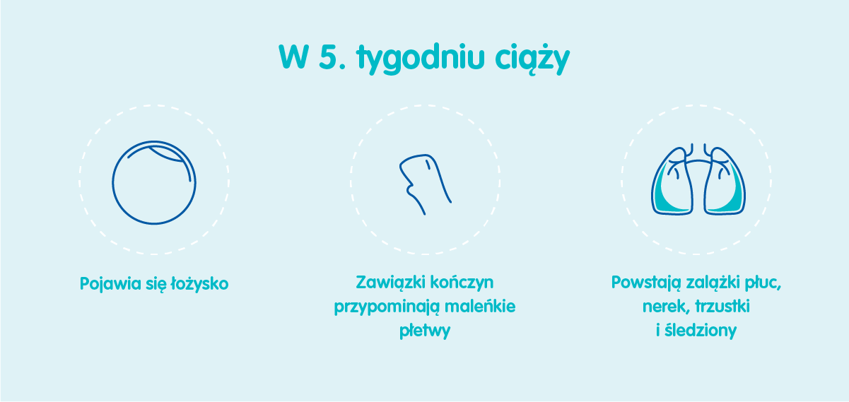 Płód w 5 tygodniu ciąży