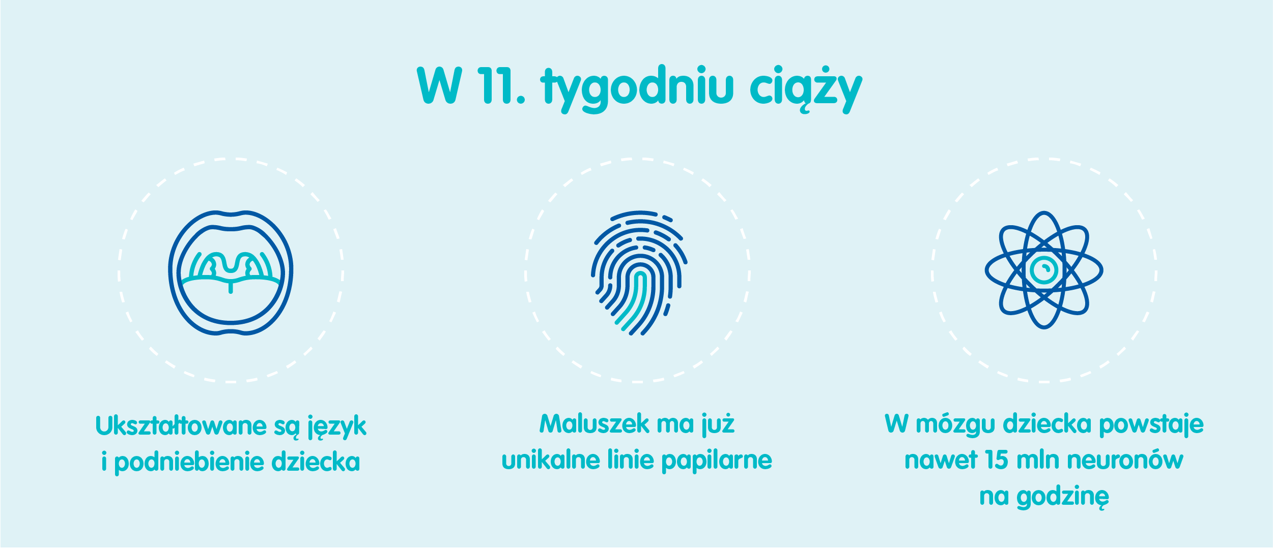 Płód w 11 tygodniu ciąży