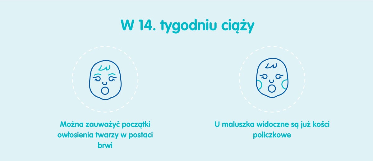 Płód w 14 tygodniu ciąży