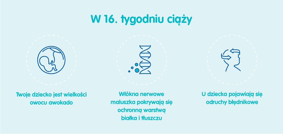 Płód w 16 tygodniu ciąży