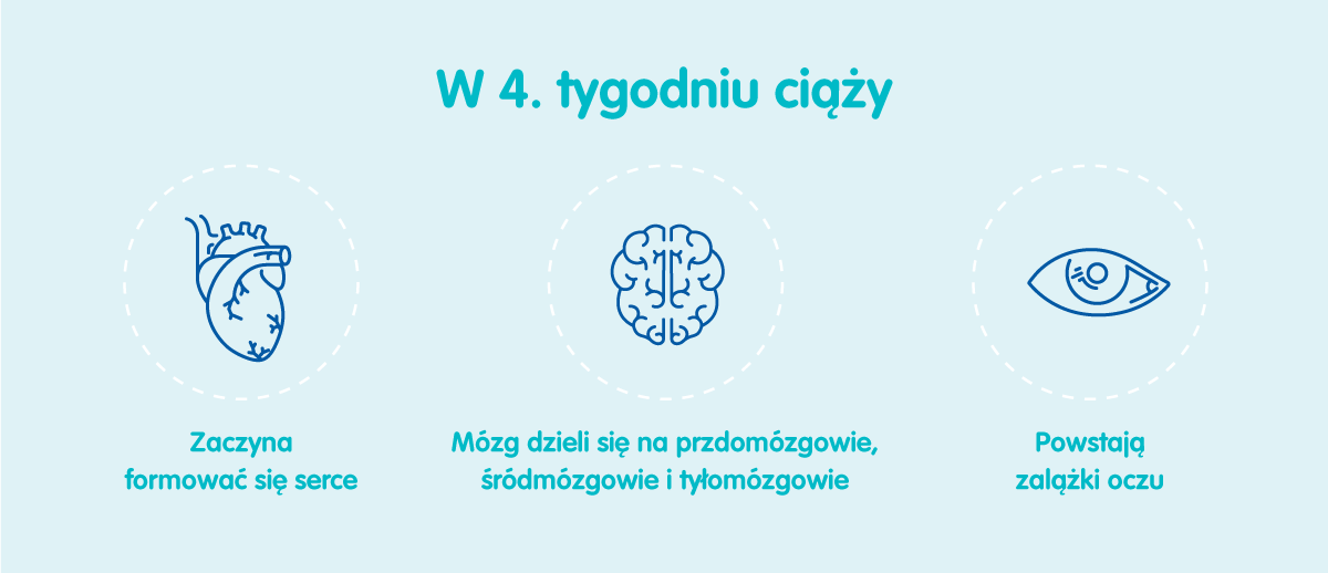 Płód w 4 tygodniu ciąży