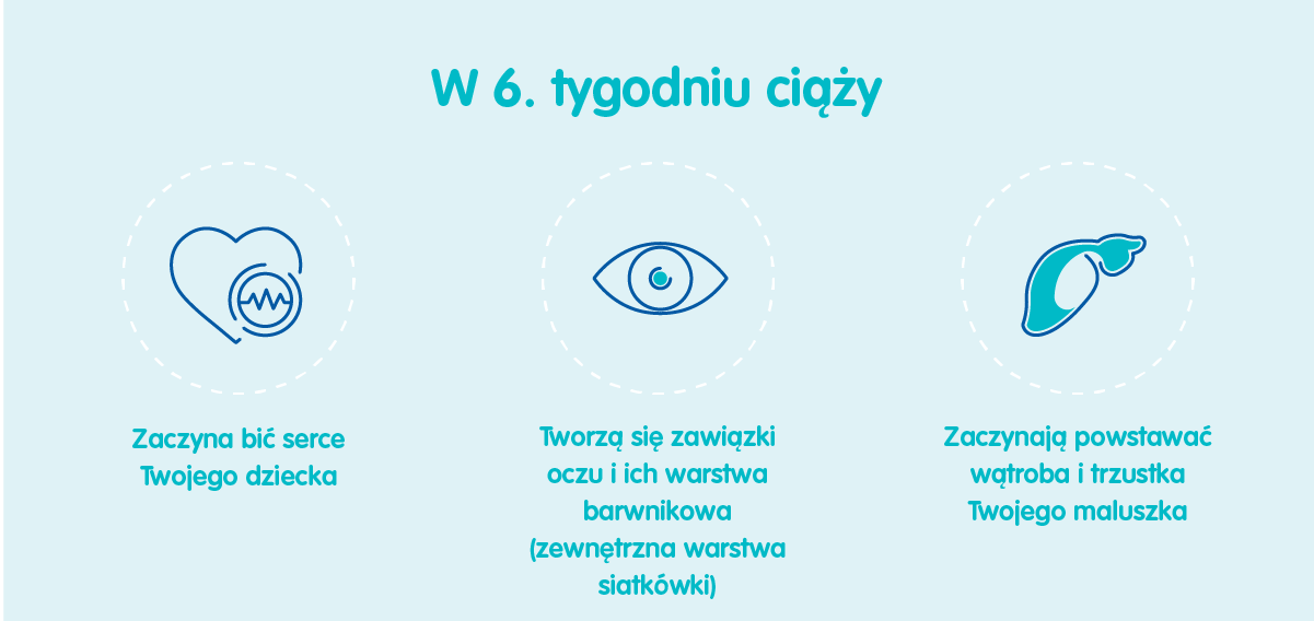 Płód w 6 tygodniu ciąży