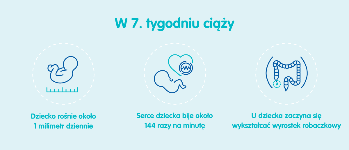 Płód w 7 tygodniu ciąży