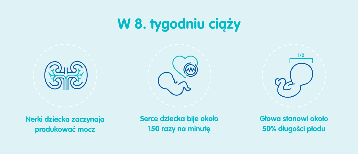 Płód w 8 tygodniu ciąży