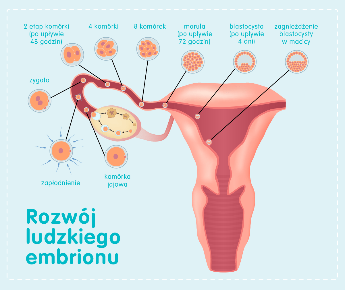 Rozwój ludzkiego embrionu