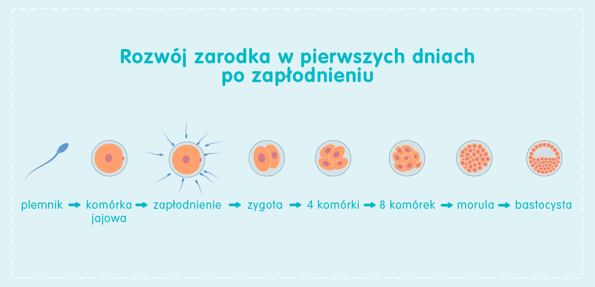 Rozwój ludzkiego zarodka