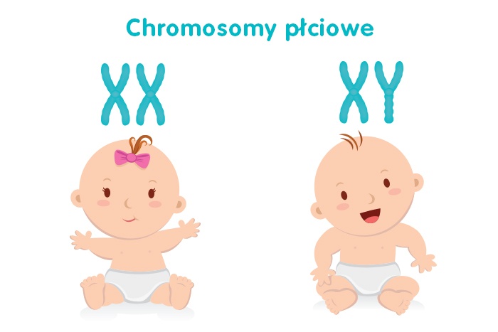 chromosomy płciowe xx i xy