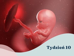 10. tydzień ciąży