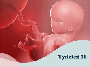 11. tydzień ciąży