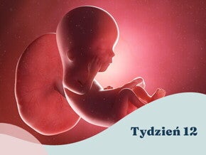 12. tydzień ciąży