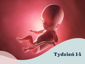 14. tydzień ciąży