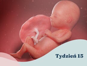 15. tydzień ciąży 15. tydzień ciąży