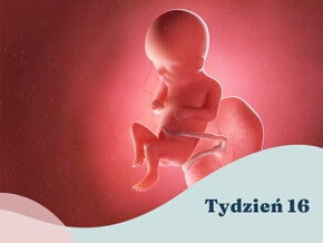 16. tydzień ciąży