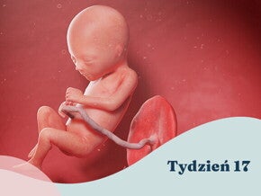 17. tydzień ciąży 17. tydzień ciąży