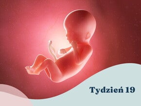 19. tydzień ciąży 19. tydzień ciąży