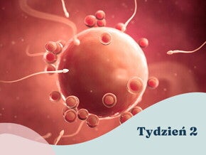 2. tydzień ciąży