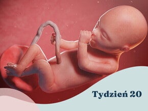 20. tydzień ciąży 20. tydzień ciąży