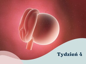 4. tydzień ciąży