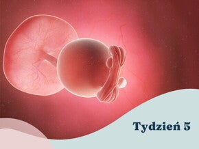 5. tydzień ciąży