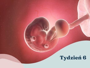 6. tydzień ciąży