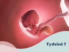 7. tydzień ciąży 7. tydzień ciąży