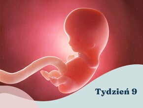 9. tydzień ciąży 9. tydzień ciąży
