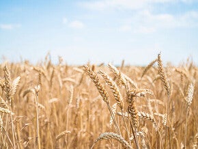 Golden wheat field under a bright blue sky.