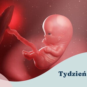 10. tydzień ciąży 10. tydzień ciąży