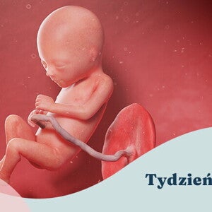 17. tydzień ciąży 17. tydzień ciąży