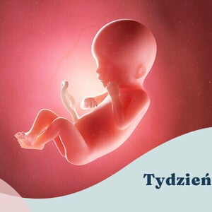 19. tydzień ciąży 19. tydzień ciąży