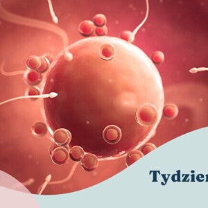 2. tydzień ciąży 2. tydzień ciąży