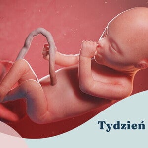 20. tydzień ciąży 20. tydzień ciąży