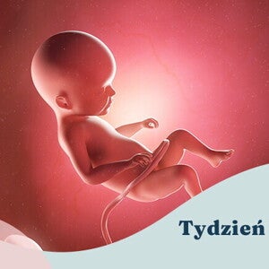 22. tydzień ciąży