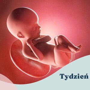 24. tydzień ciąży 24. tydzień ciąży