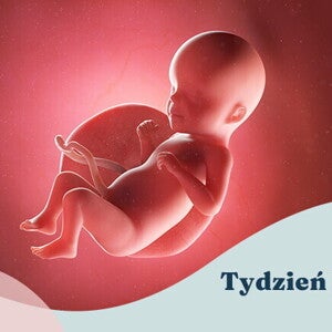 26. tydzień ciąży  26. tydzień ciąży