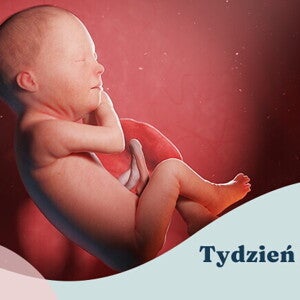 29. tydzień ciąży 29. tydzień ciąży