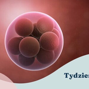 3. tydzień ciąży 3. tydzień ciąży